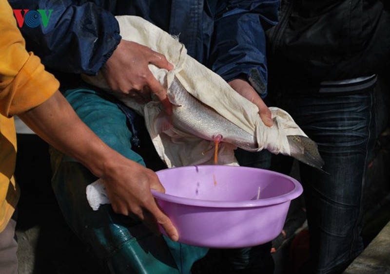 Tận mắt xem cá hồi sinh sản ở Việt Nam - ảnh 7