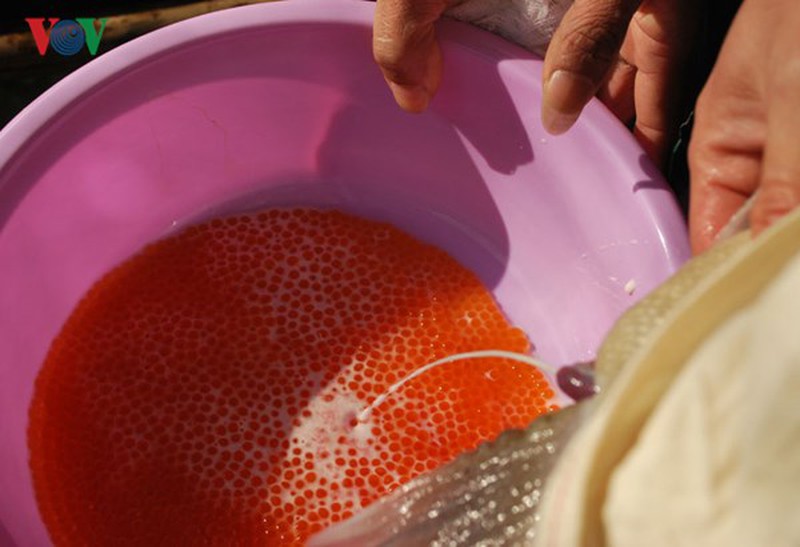 Tận mắt xem cá hồi sinh sản ở Việt Nam - ảnh 9