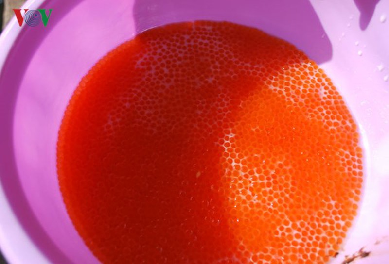 Tận mắt xem cá hồi sinh sản ở Việt Nam - ảnh 10