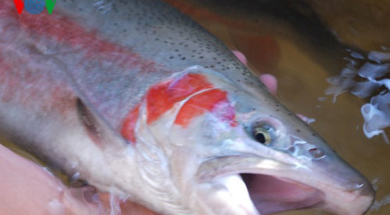 Tận mắt xem cá hồi sinh sản ở Việt Nam - ảnh 1