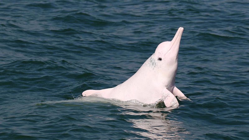 Chiêm ngưỡng cá heo hồng trước khi quá muộn! - ảnh 1