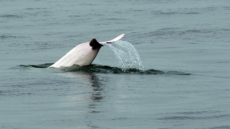 Chiêm ngưỡng cá heo hồng trước khi quá muộn! - ảnh 7