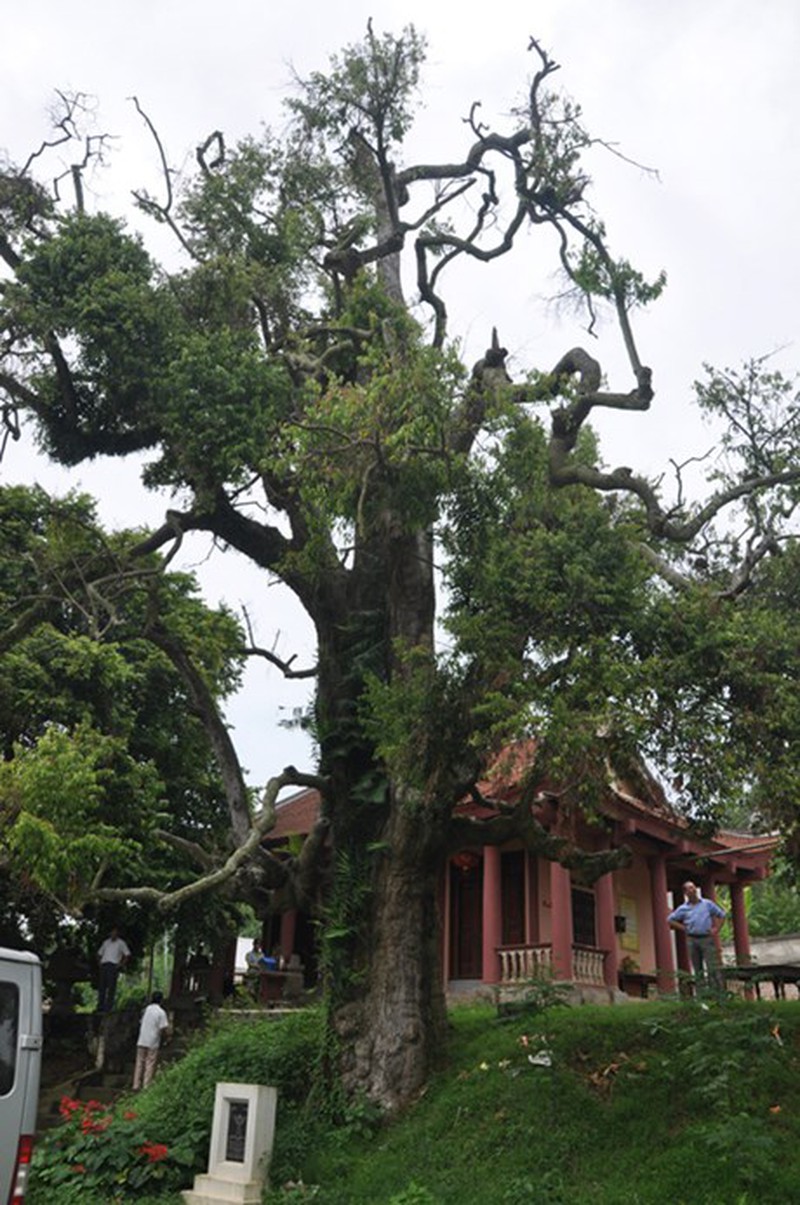 Những cây già nhất Việt Nam - ảnh 1