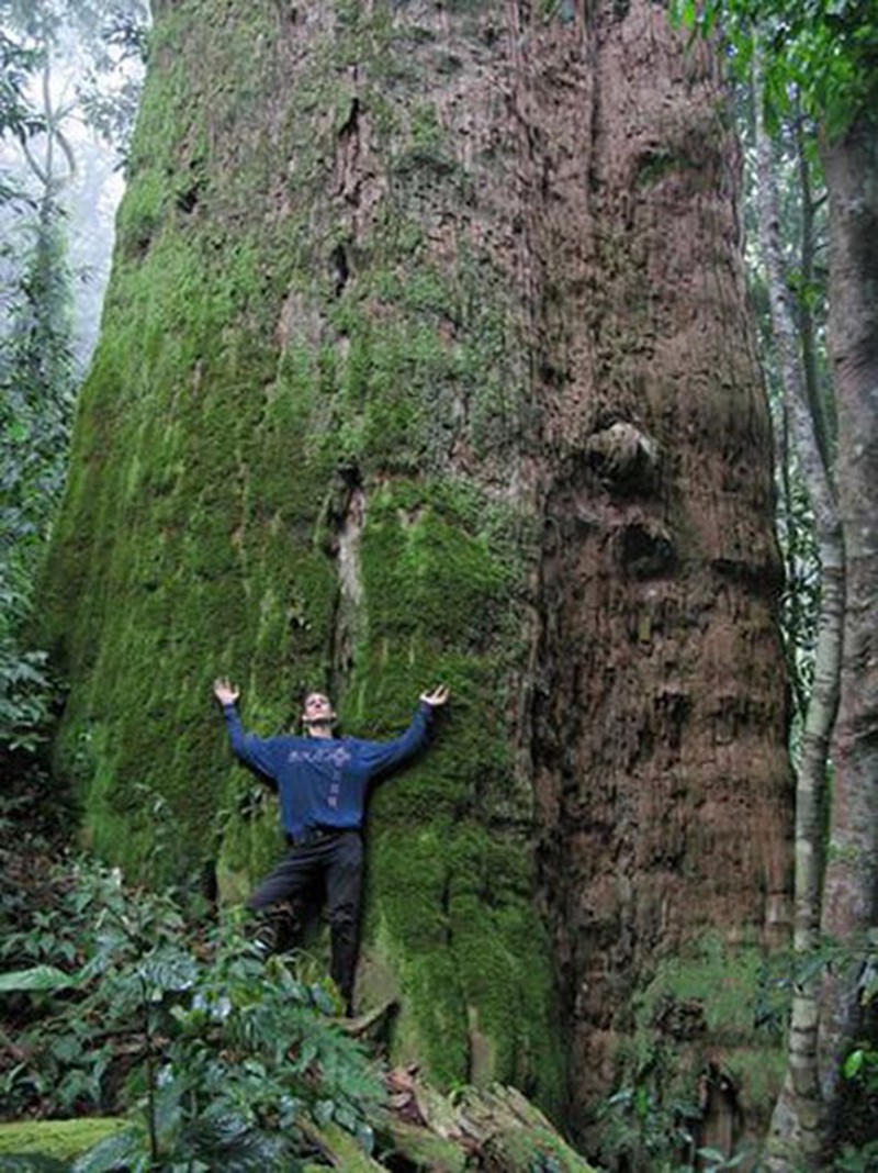 Những cây già nhất Việt Nam - ảnh 3