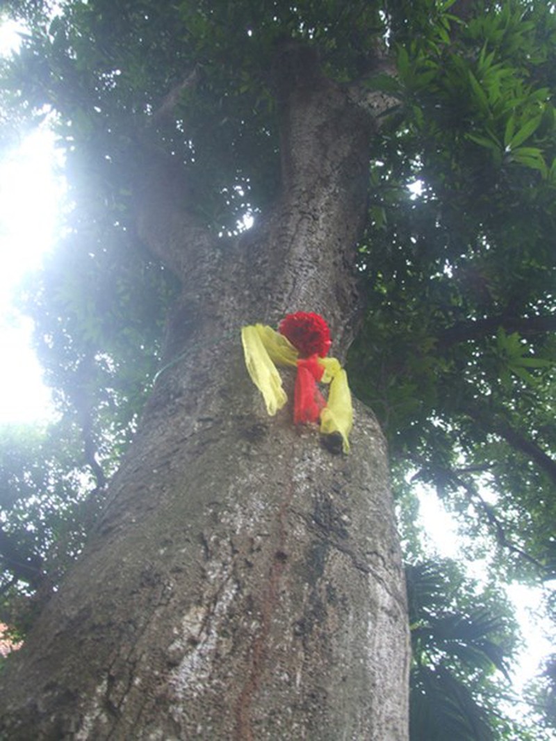 Những cây già nhất Việt Nam - ảnh 4