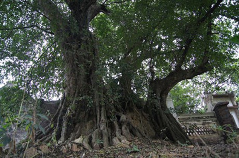 Những cây già nhất Việt Nam - ảnh 5