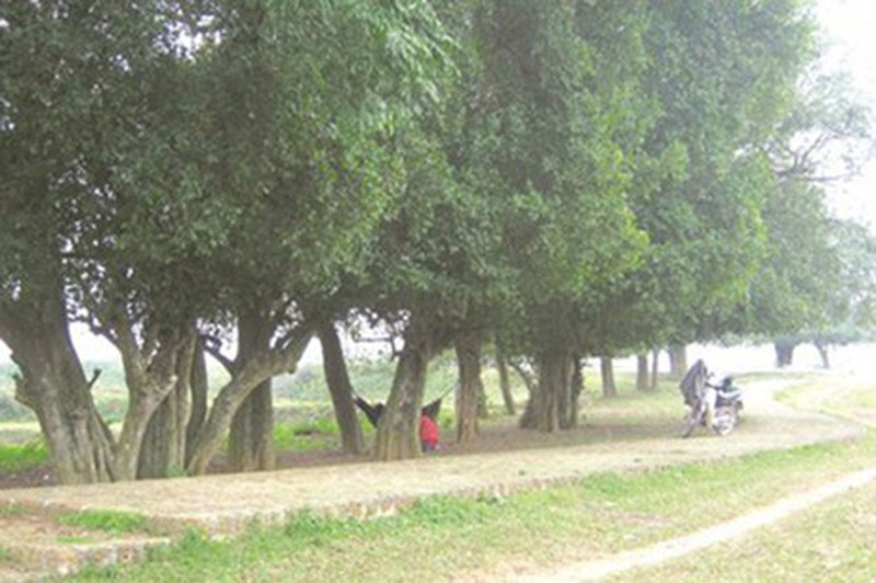 Những cây già nhất Việt Nam - ảnh 6