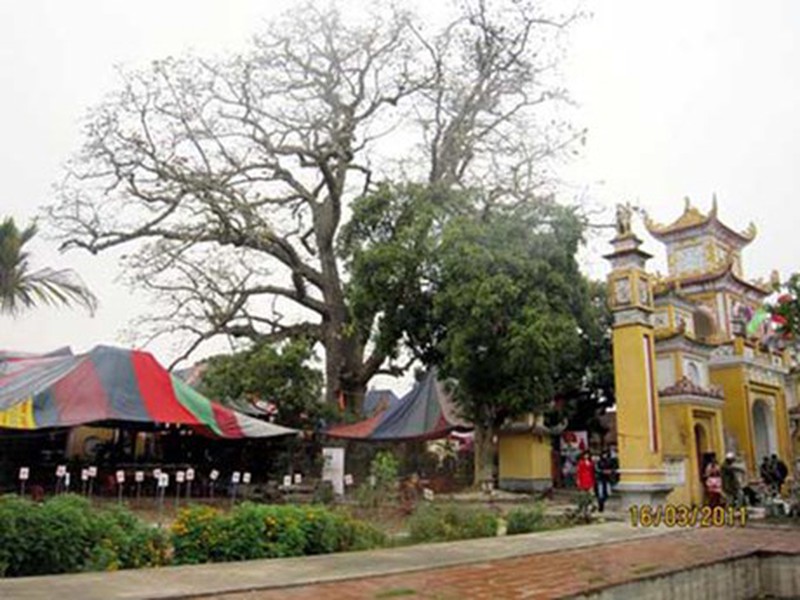 Những cây già nhất Việt Nam - ảnh 8