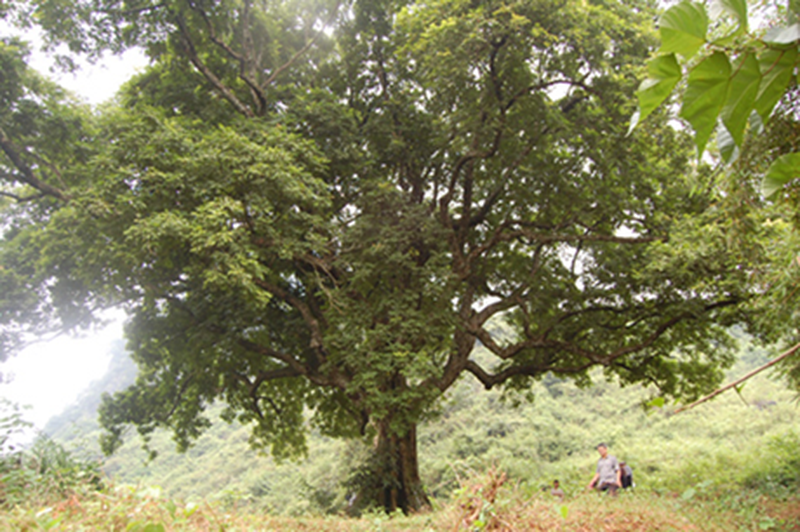 Những cây già nhất Việt Nam - ảnh 9