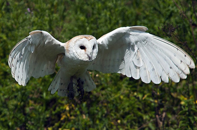 Bí ẩn về loài chim lợn báo hiệu cái chết - ảnh 9