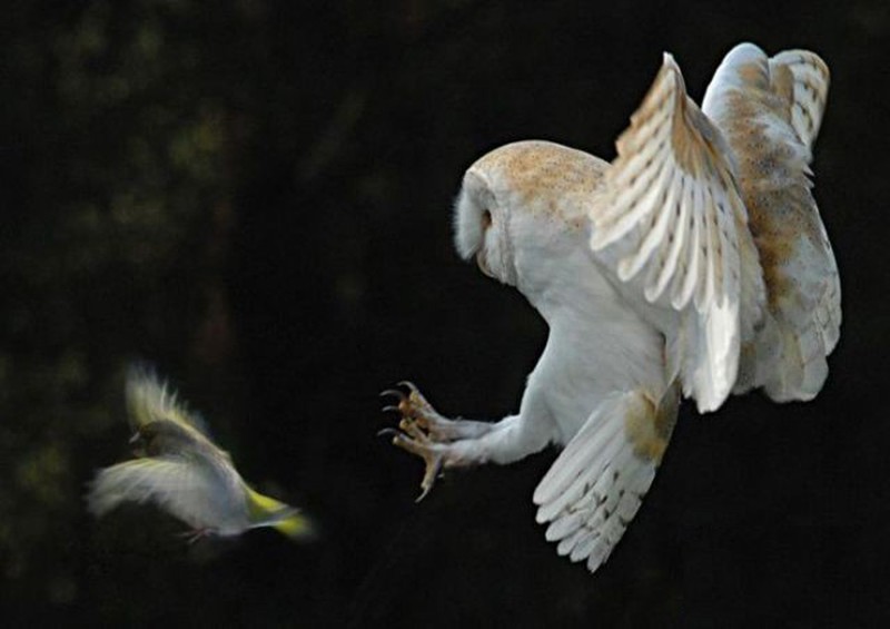 Bí ẩn về loài chim lợn báo hiệu cái chết - ảnh 10