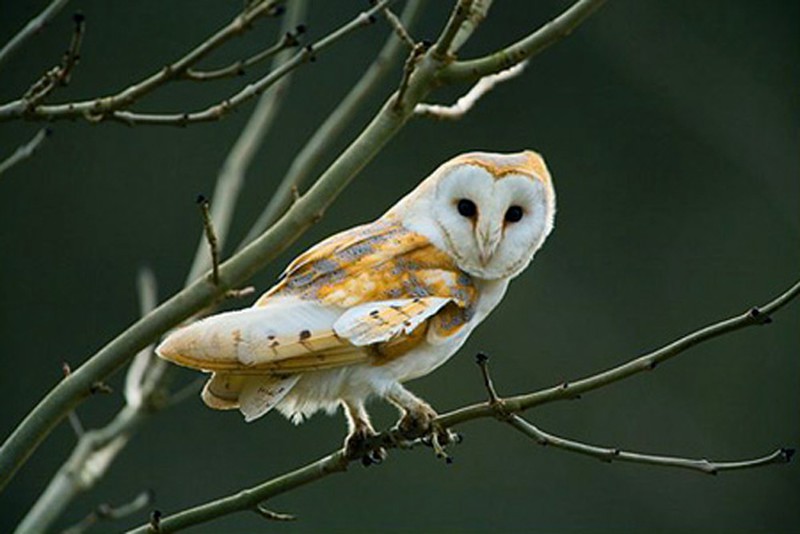 Bí ẩn về loài chim lợn báo hiệu cái chết - ảnh 12