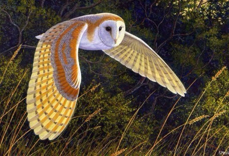 Bí ẩn về loài chim lợn báo hiệu cái chết - ảnh 13