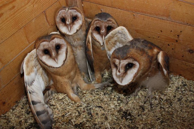 Bí ẩn về loài chim lợn báo hiệu cái chết - ảnh 3