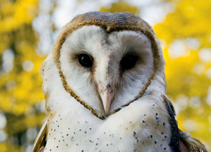 Bí ẩn về loài chim lợn báo hiệu cái chết - ảnh 7