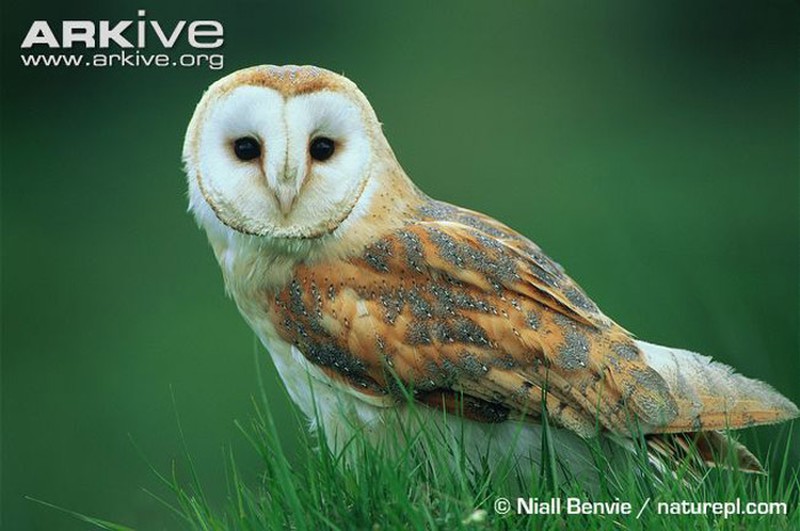 Bí ẩn về loài chim lợn báo hiệu cái chết - ảnh 8