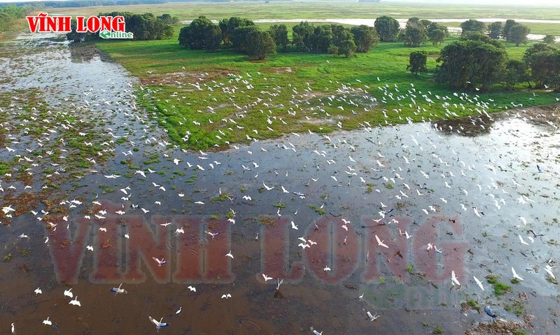 Tràm Chim - mùa chim di trú - ảnh 4