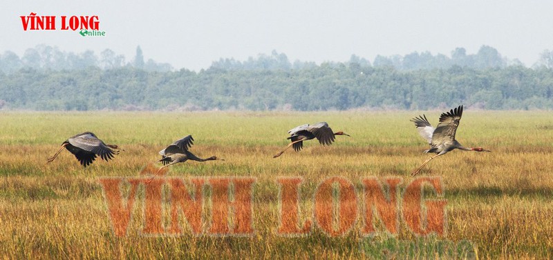 Tràm Chim - mùa chim di trú - ảnh 7