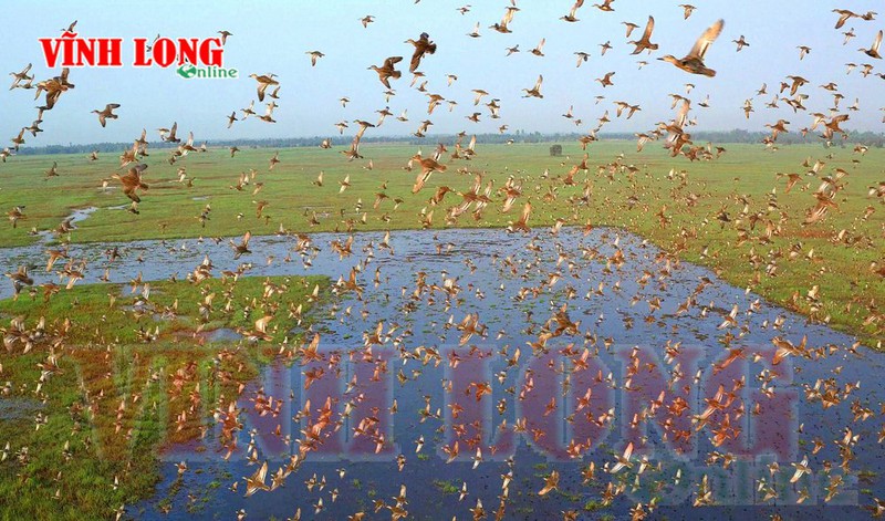 Tràm Chim - mùa chim di trú - ảnh 6