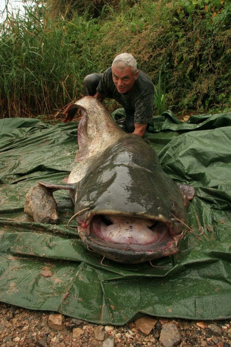 Kinh ngạc với bộ sưu tập 20 thủy quái của Jeremy Wade - ảnh 20