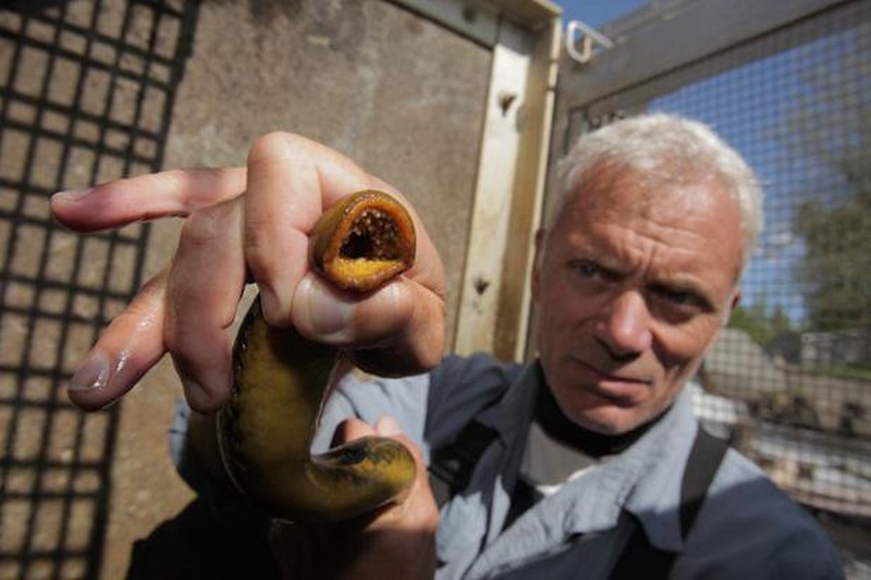 Kinh ngạc với bộ sưu tập 20 thủy quái của Jeremy Wade - ảnh 12