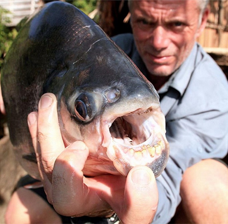 Kinh ngạc với bộ sưu tập 20 thủy quái của Jeremy Wade - ảnh 2