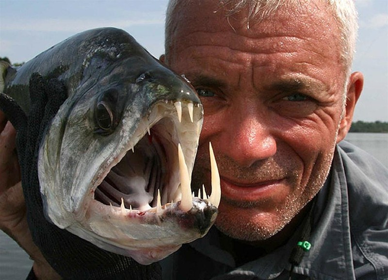 Kinh ngạc với bộ sưu tập 20 thủy quái của Jeremy Wade - ảnh 23