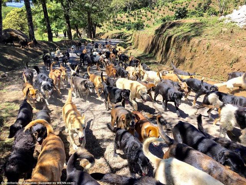 “Thiên đường” của 1.000 chó hoang - ảnh 1
