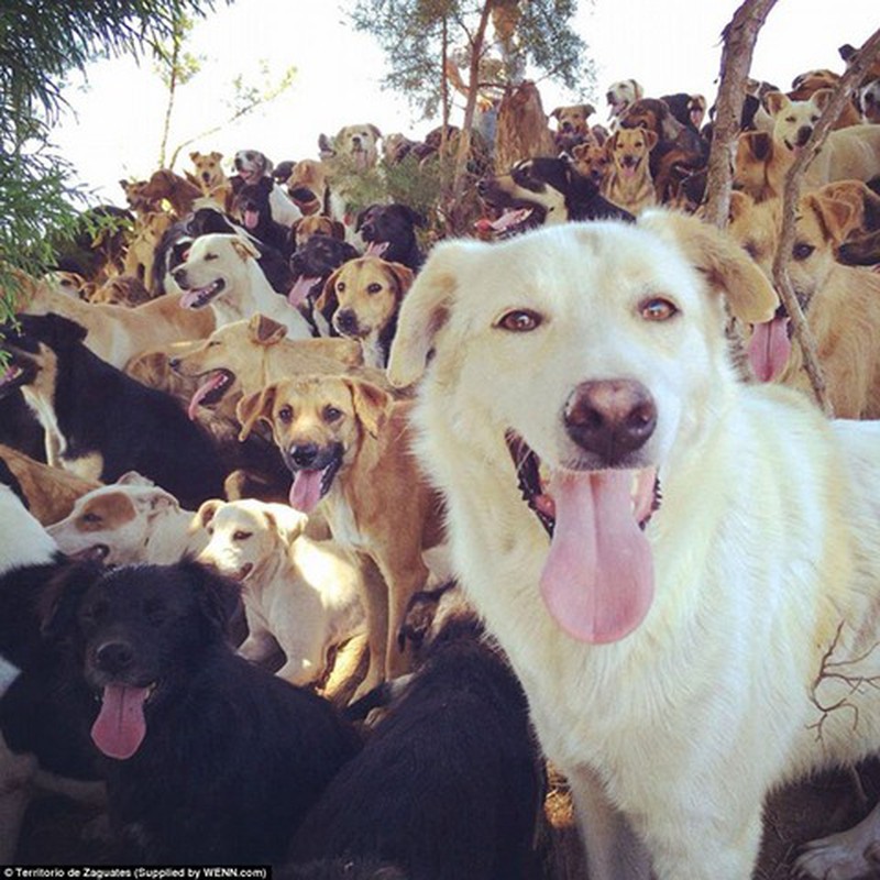 “Thiên đường” của 1.000 chó hoang - ảnh 10