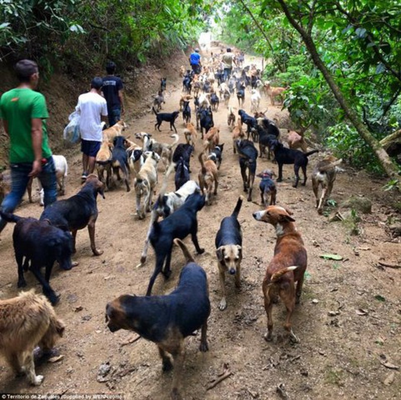 “Thiên đường” của 1.000 chó hoang - ảnh 8