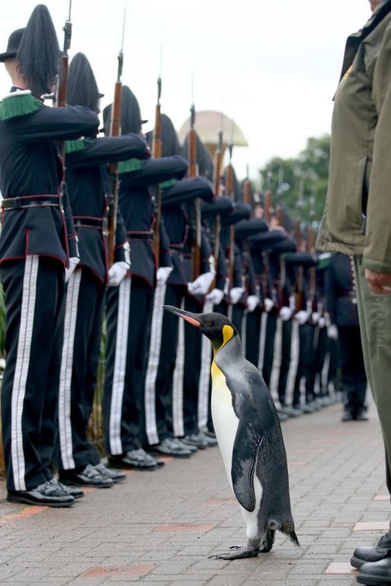 Chuyện lạ có thật: Chuẩn tướng chim cánh cụt duyệt đội danh dự Scotland - ảnh 2