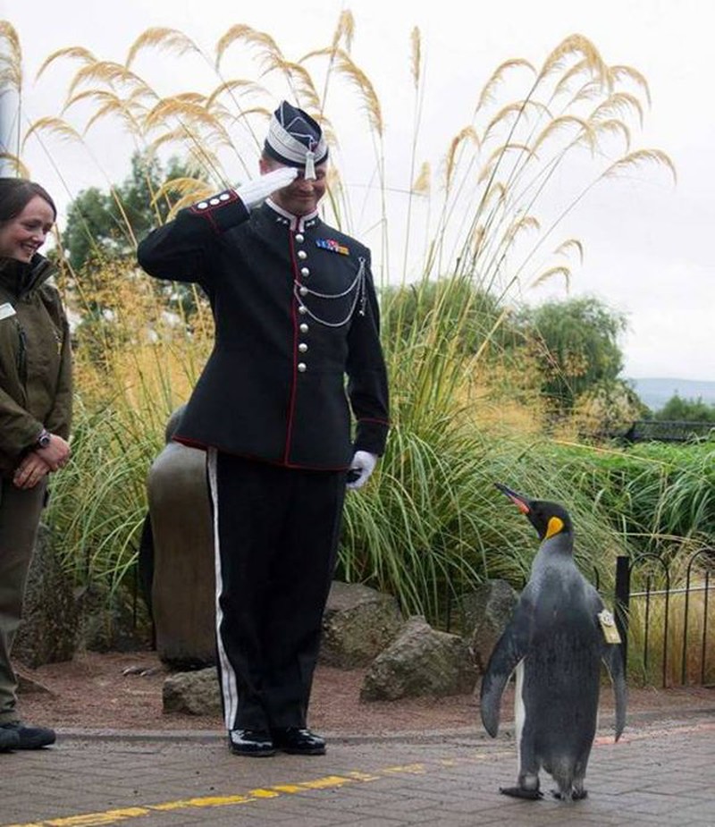 Chuyện lạ có thật: Chuẩn tướng chim cánh cụt duyệt đội danh dự Scotland - ảnh 4