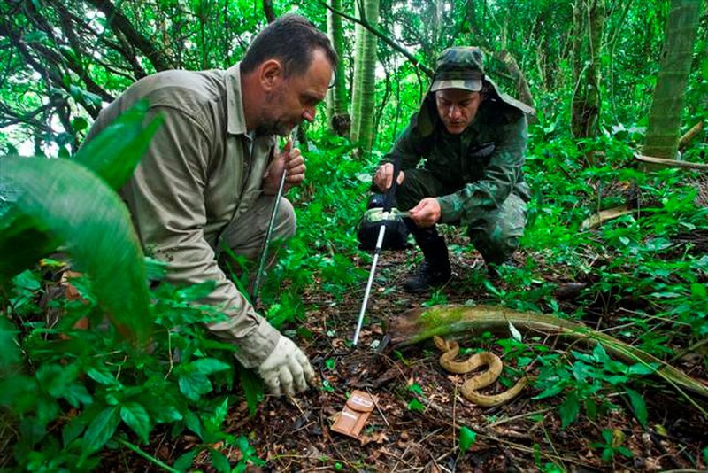 Đảo Rắn ở Brazil: Nơi tử thần ẩn náu trong thiên đường - ảnh 13