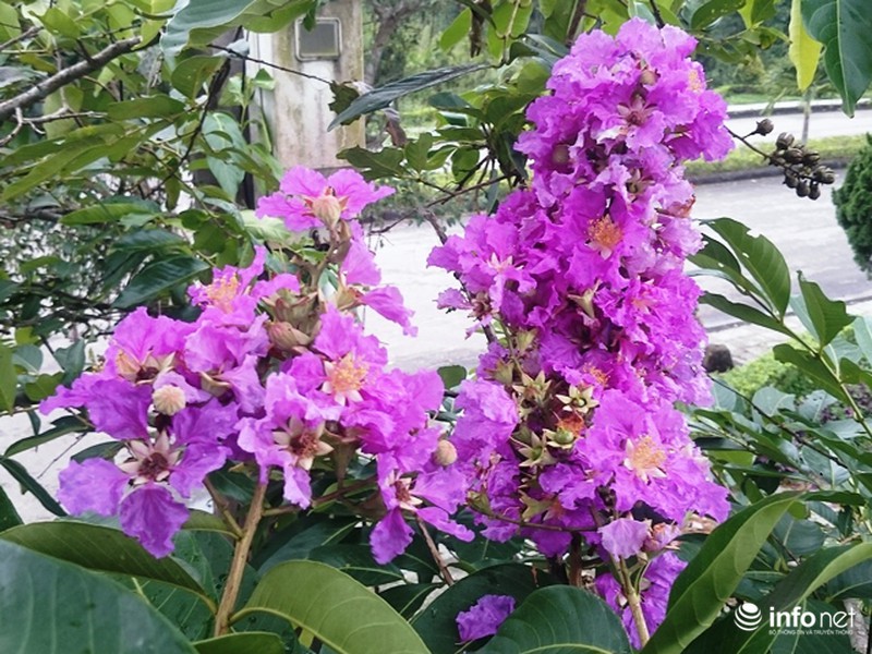 Chùm ảnh: Sắc hoa bằng lăng