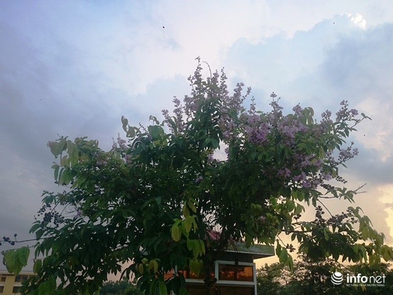 Chùm ảnh: Sắc hoa bằng lăng