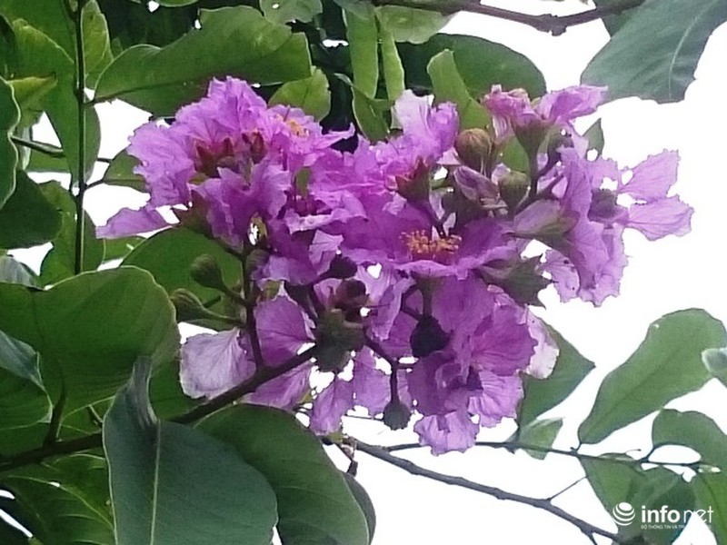 Chùm ảnh: Sắc hoa bằng lăng
