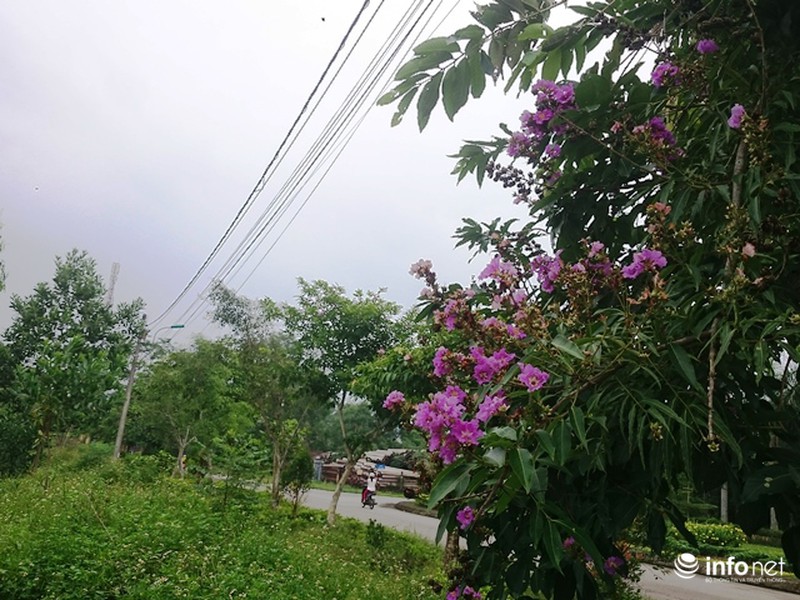 Chùm ảnh: Sắc hoa bằng lăng