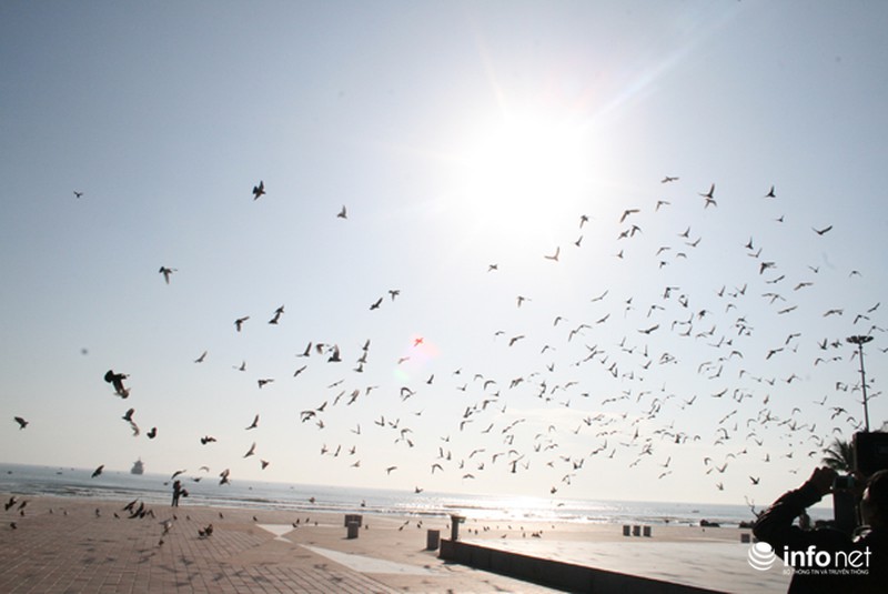 Người đàn ông cho hàng ngàn chim bồ câu ăn trên Công viên Biển Đông - ảnh 12