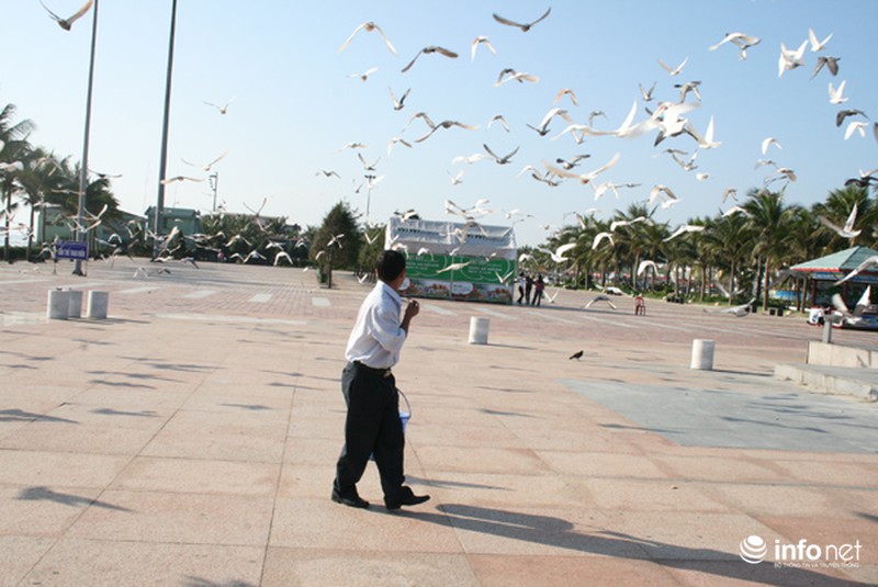Người đàn ông cho hàng ngàn chim bồ câu ăn trên Công viên Biển Đông - ảnh 2