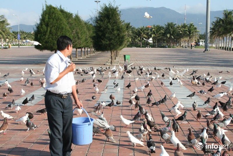 Người đàn ông cho hàng ngàn chim bồ câu ăn trên Công viên Biển Đông - ảnh 5