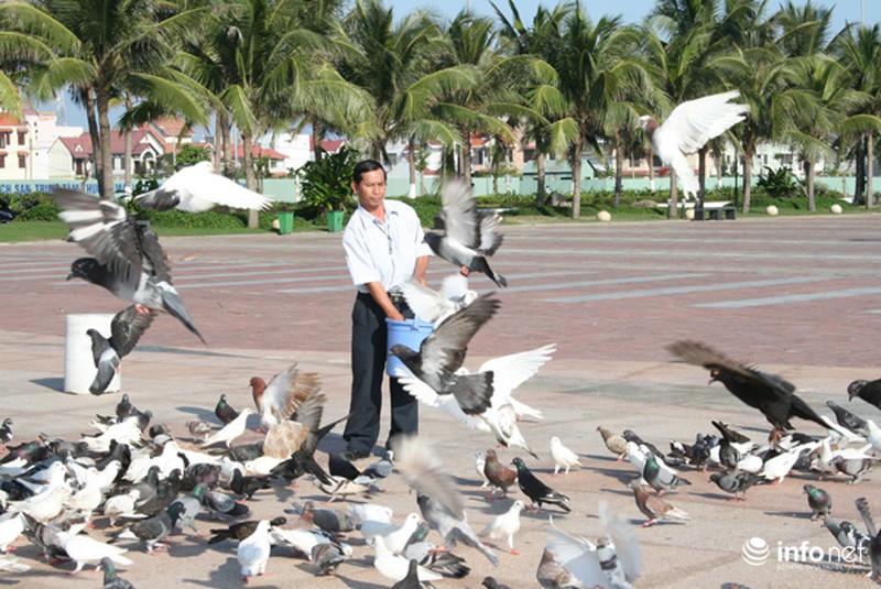 Người đàn ông cho hàng ngàn chim bồ câu ăn trên Công viên Biển Đông - ảnh 7