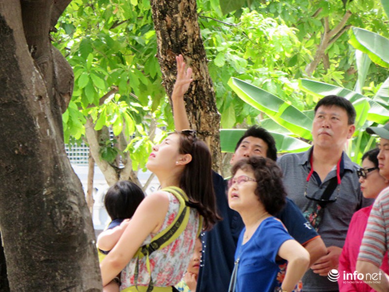 Trong lúc Đà Nẵng họp liên miên, HDV du lịch Trung, Hàn vẫn tiếp tục lộng hành! - ảnh 18