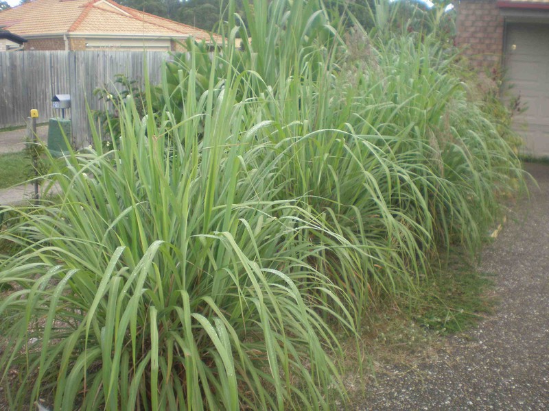 Các cách tự nhiên giúp xua đuổi côn trùng - ảnh 12