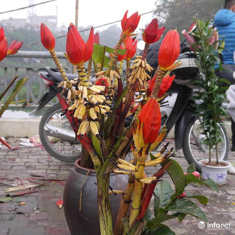 Hoa chuối rừng lung linh khoe sắc giữa Thủ đô - ảnh 11