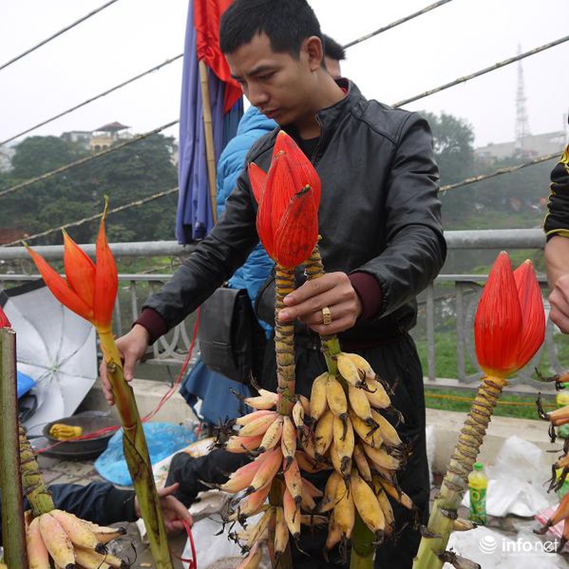 Hoa chuối rừng lung linh khoe sắc giữa Thủ đô - ảnh 5