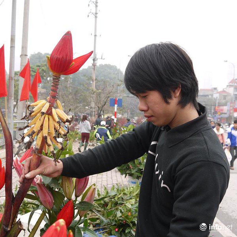 Hoa chuối rừng lung linh khoe sắc giữa Thủ đô - ảnh 6