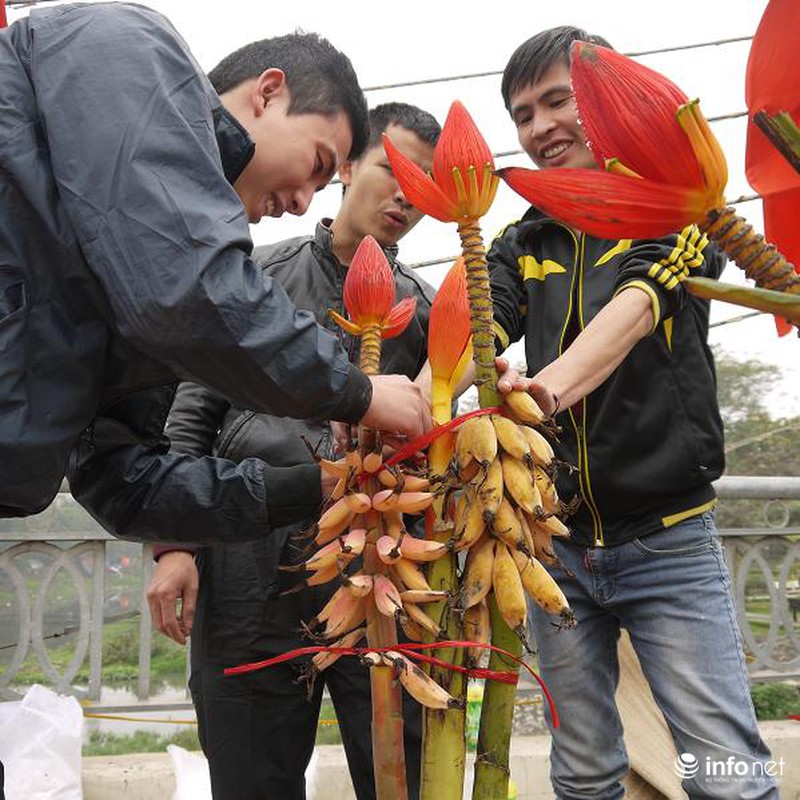 Hoa chuối rừng lung linh khoe sắc giữa Thủ đô - ảnh 8