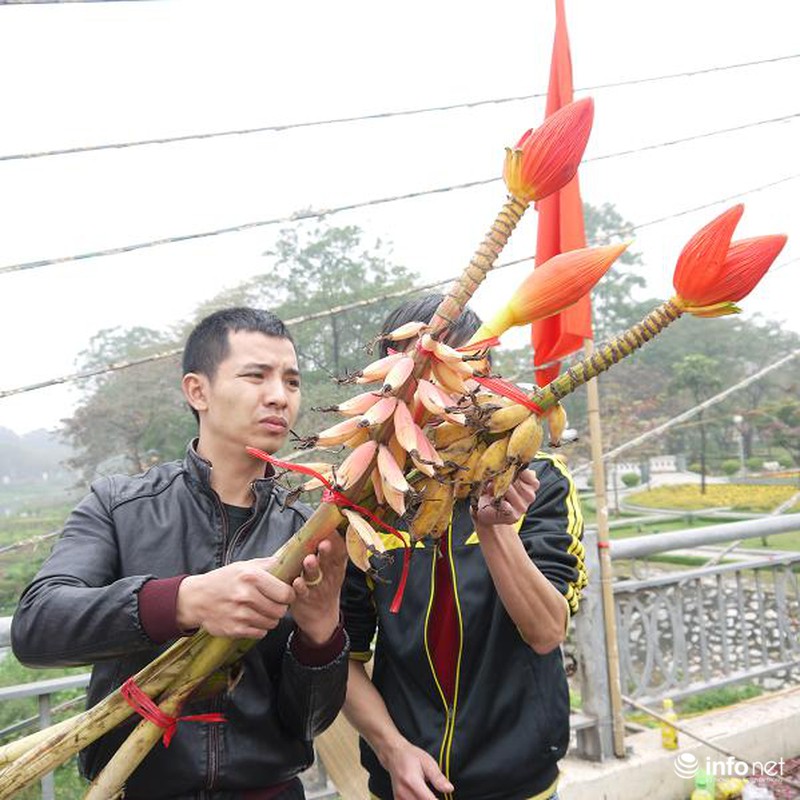 Hoa chuối rừng lung linh khoe sắc giữa Thủ đô - ảnh 9