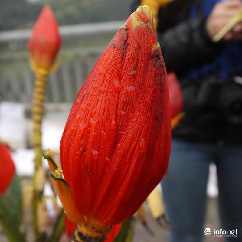 Hoa chuối rừng lung linh khoe sắc giữa Thủ đô - ảnh 13