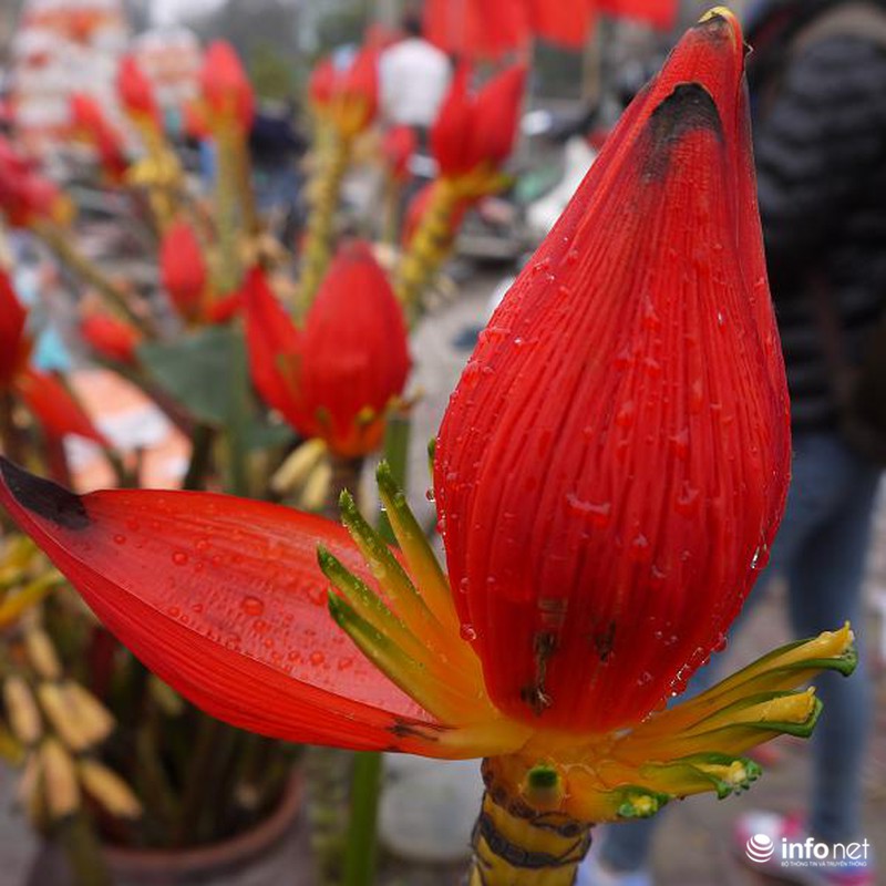 Hoa chuối rừng lung linh khoe sắc giữa Thủ đô - ảnh 14